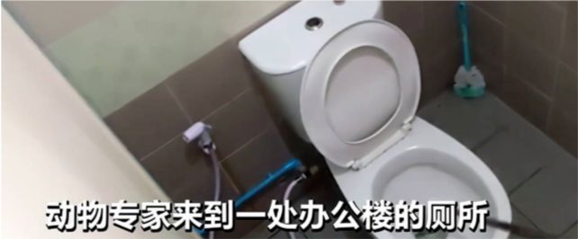 东部拟眼镜蛇有众毒？排水管中交配时被抓雄性发脱险诈的嘶嘶声赛酷体育(图4)